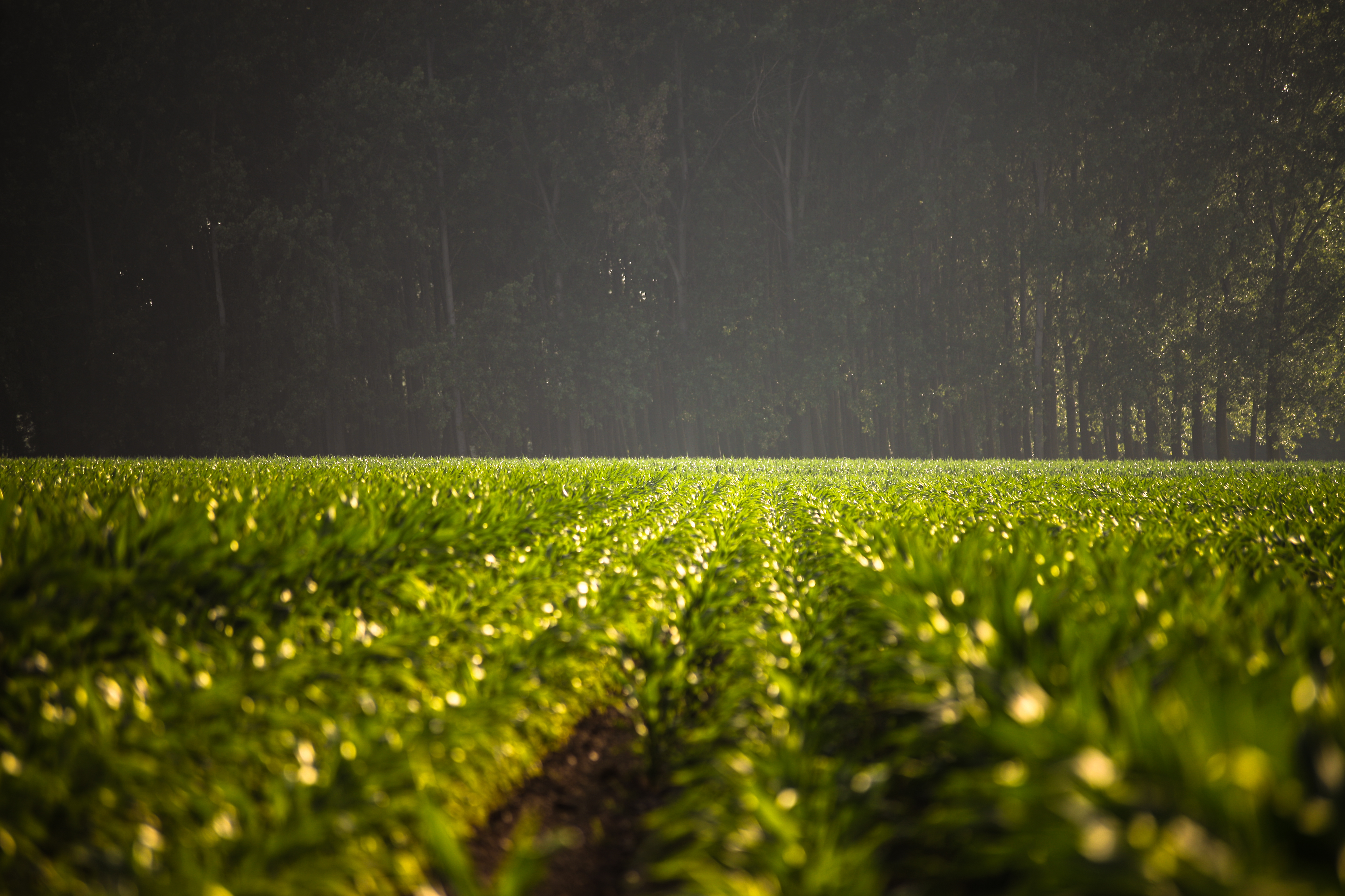 Highland Precision Ag Uses ENVI Crop Science to Detect Plant Stress and ...