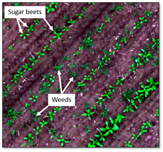 UAV image of sugar beet plants and weeds