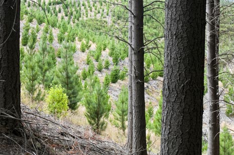 monitoring vegetation quality