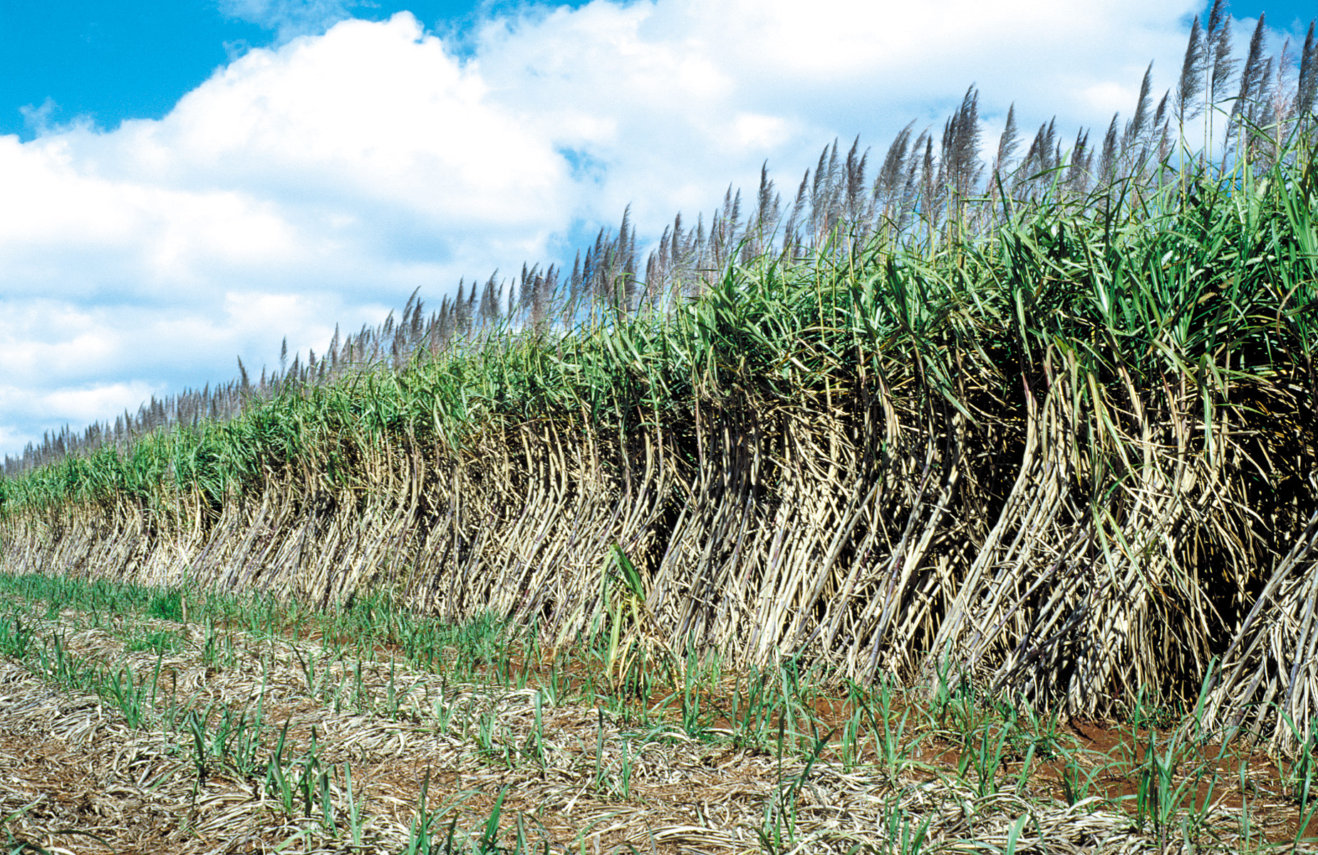 Figure 2: Young and mature sugarcane crops, Atherton Queensland. Source: Willem van Aken, January 1, 1998. Image courtesy of CSIRO [CC By 3.0 Deed], no modifications.