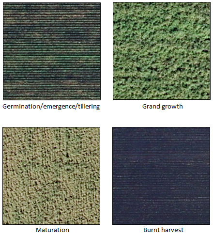 Figure 5: Samples of high-resolution orthophotos, available from the U.S. Geological Survey, showing different development stages of sugarcane fields.